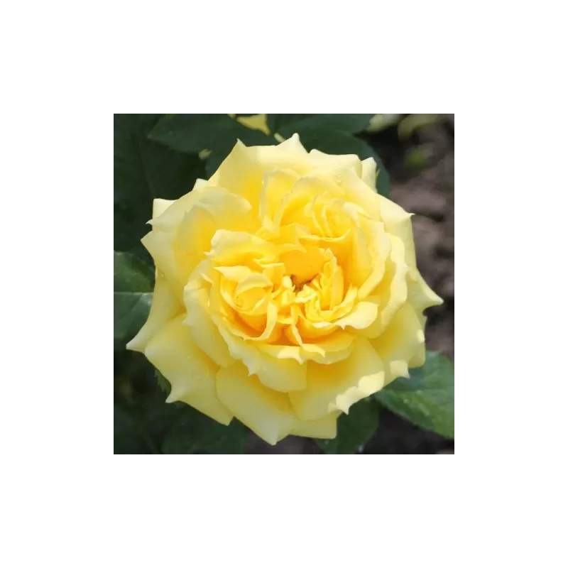 Rožių krūmai internetu su pristatymu į namus