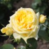 Rožė - Rosa CHINA GIRL ® (Tanarubz) Kordes® P16C3