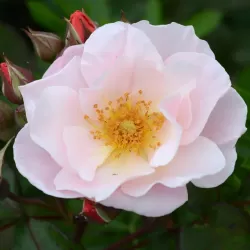 Rožė - Rosa CLAIR MATIN ®