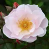 Rožė - Rosa CLAIR MATIN ®