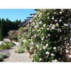 Rožė - Rosa CLAIR MATIN ®