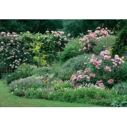 Rožė - Rosa CLAIR MATIN ®