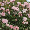 Rožė - Rosa CLAIR MATIN ®