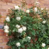 Rožė - Rosa CLAIRE AUSTIN ®