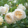 Rožė - Rosa CLAIRE AUSTIN ®
