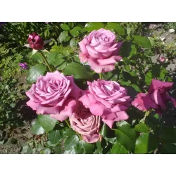Rožė - Rosa CLAUDE BRASSEUR ®