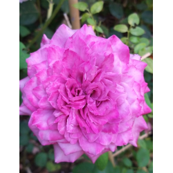 Rožė - Rosa CLAUDE BRASSEUR ®