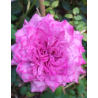 Rožė - Rosa CLAUDE BRASSEUR ®