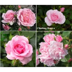 Rosa CLIMBING BONICA