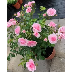 Rosa CLIMBING BONICA