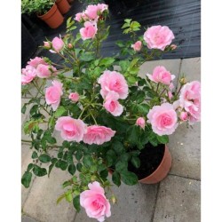 Rožė - Rosa CLIMBING BONICA ®