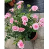Rosa CLIMBING BONICA