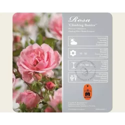 Rosa CLIMBING BONICA