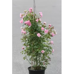 Rosa CLIMBING BONICA