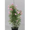 Rosa CLIMBING BONICA