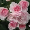Rosa CLIMBING BONICA