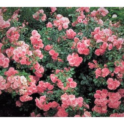Rožė - Rosa CLIMBING BONICA ®