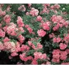 Rožė - Rosa CLIMBING BONICA ®