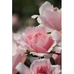 Rosa CLIMBING BONICA