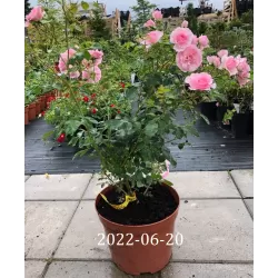 Rosa CLIMBING BONICA