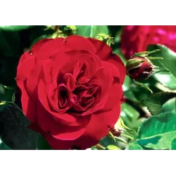 Užsisakyk augalus pavasariui jau dabar