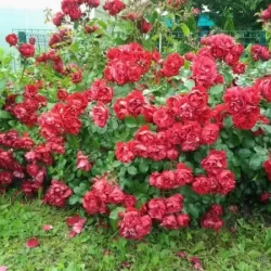 Užsisakyk augalus pavasariui jau dabar