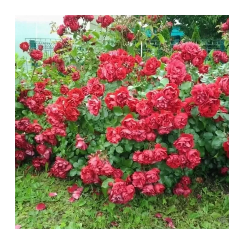 Užsisakyk augalus pavasariui jau dabar