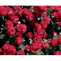 Užsisakyk augalus pavasariui jau dabar