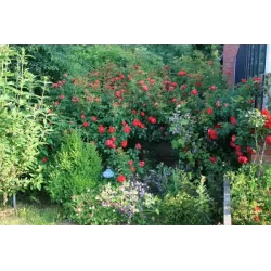 Užsisakyk augalus pavasariui jau dabar