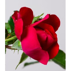 Rožė - Rosa COLOSSAL MEIDILAND