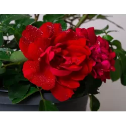 Užsisakyk augalus pavasariui jau dabar