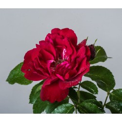 Rožė - Rosa COLOSSAL MEIDILAND