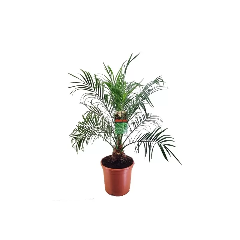 Phoenix roebelenii