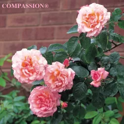 Rožė - Rosa COMPASSION