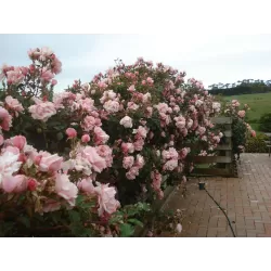 Rožė - Rosa COMPASSION