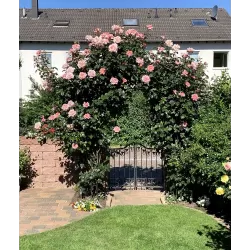 Rožė - Rosa COMPASSION