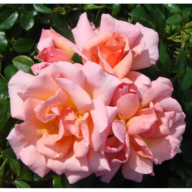 Rožė - Rosa COMPASSION