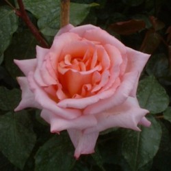 Rožė - Rosa COMPASSION