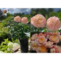 Rožių krūmai internetu su pristatymu į namus