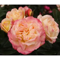 Rožių krūmai internetu su pristatymu į namus