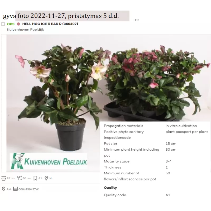 Helleborus Hgc Ice N' Roses Early Rose