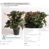 Helleborus Hgc Ice N' Roses Early Rose