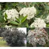 Prahos putinas - Viburnum Pragense
