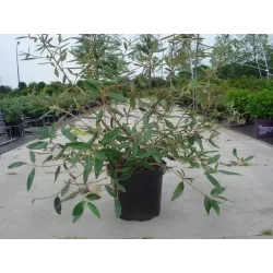 Išankstinis augalų užsakymas internetu