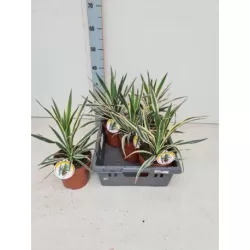 Didingoji juka - Yucca gloriosa VARIEGATA