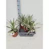 Garden plants/Trees/Flowers/ web-shop