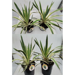 Didingoji juka - Yucca gloriosa VARIEGATA