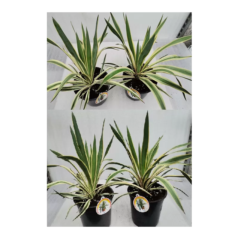 Garden plants/Trees/Flowers/ web-shop
