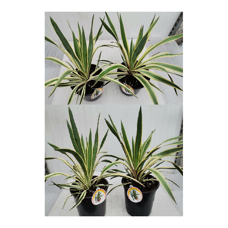 Didingoji juka - Yucca gloriosa VARIEGATA