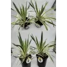 Didingoji juka - Yucca gloriosa VARIEGATA